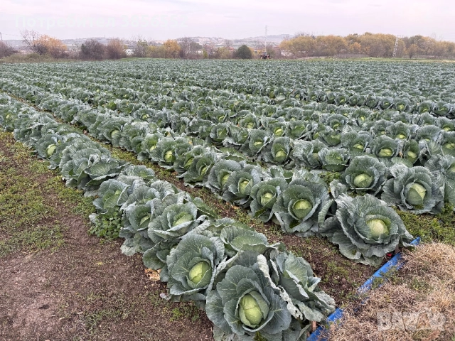 Зеле, сорт - Марлу , снимка 2 - Разсади - 52632291