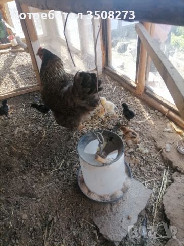 Катунска кокошка с 8 пилета, снимка 3 - Кокошки и пуйки - 46255763