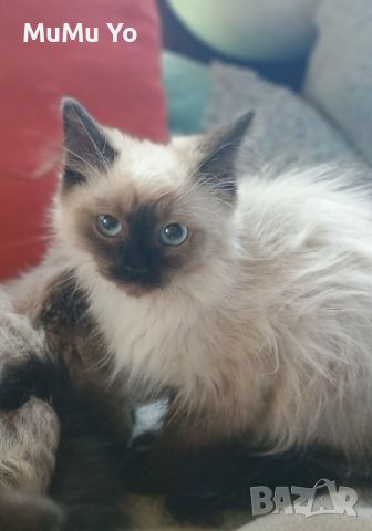 Котето Регдол / Ragdoll , снимка 1 - Други - 46641017