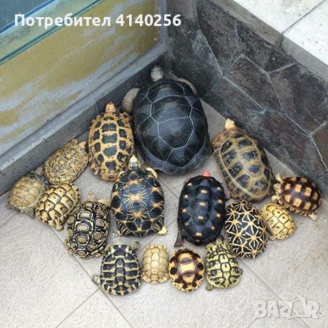 алдабра гигантска костенурка, sulcata и други налични., снимка 1 - Костенурки - 46337070