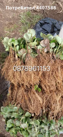 Целогодишни ягоди , снимка 8 - Разсади - 49982377