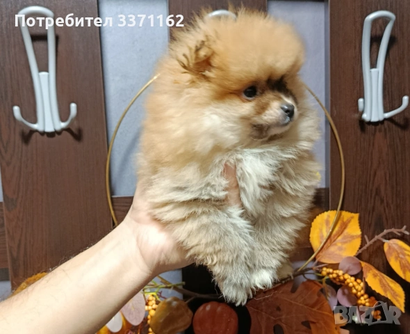  Померан  момче