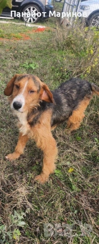 Барак ПОДАРЯВА СЕ, снимка 4 - Други - 54241060