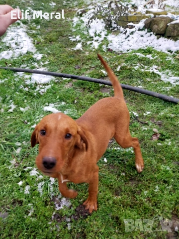 Ловно куче гонче