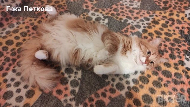 Подарявам мъжко коте