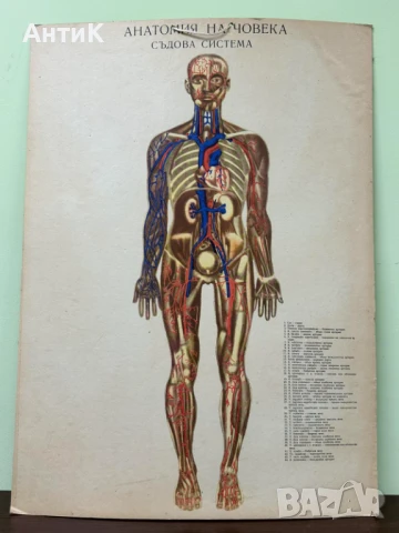Соц Анатомични Медицински Плакати, снимка 8 - Антикварни и старинни предмети - 51384957