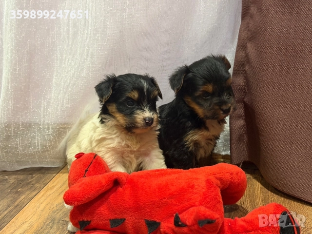 Мини йоркширски териерчета