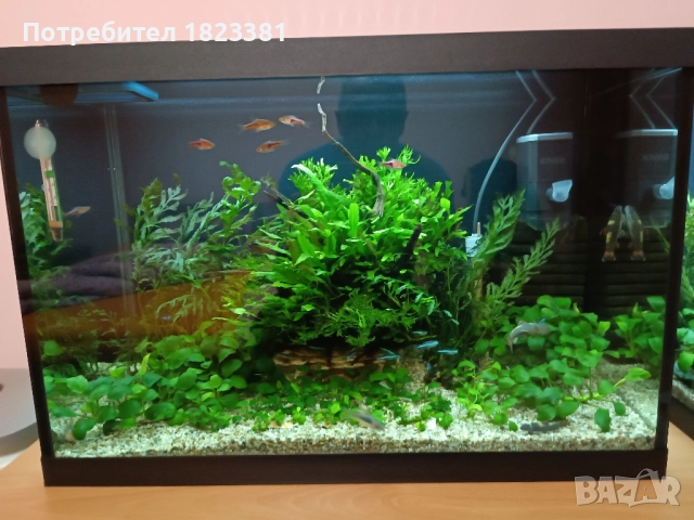 Напълно оборудван и работещ аквариум , снимка 15 - Аквариуми - 49185034
