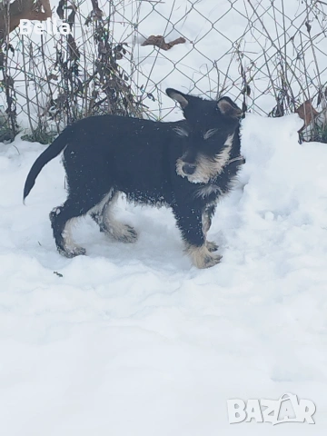 Мини шнауцер , снимка 6 - Други - 53119397