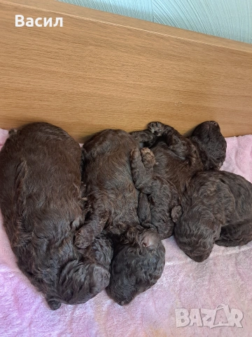 той пудел , снимка 4 - Пудели - 53083573