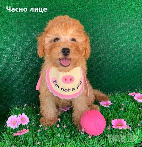 Пудел той Poodle toy с родословие , снимка 3 - Пудели - 46425247