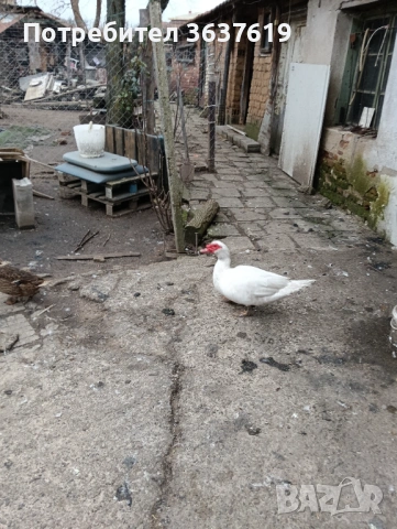 Патици, снимка 2 - Патици и гъски - 53566193