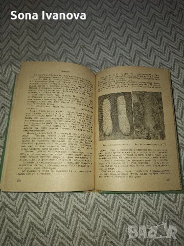 Зеленчуково семепроизводство, Земиздат, 1961 г., снимка 6 - Специализирана литература - 50047922