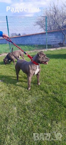 American pit bull blue nose Американски питбул блу нос, снимка 4 - Питбул - 46239142