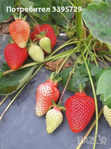 разсад за ягоди и малини записвам за март месец , снимка 9 - Разсади - 53264142