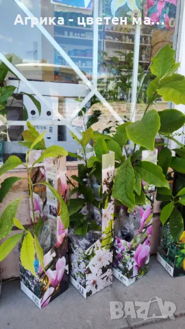 Магнолия лилава, снимка 2 - Градински цветя и растения - 50371302