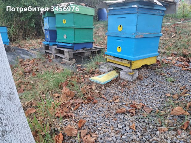 Пчелни семейства, снимка 3 - За пчели - 45445157