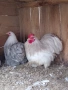 Кохин бантам, снимка 3