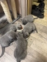 Британски котенца, снимка 2