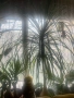 Нолина- екзотично цвете., снимка 4