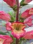 Digitalis falcon Fire-Дигиталис, снимка 1 - Градински цветя и растения - 45841958