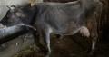 Продавам крави 2 , снимка 2