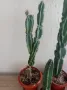 Кактуси Cereus , снимка 6