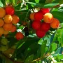 Ягодово дърво/Arbutus unedo (кумарка), снимка 1