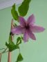 Клематис Hagley, снимка 1 - Градински цветя и растения - 45470159