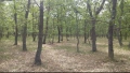 Продавям 10дка. дъбова гора, снимка 2