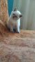 Продавам котенца шотландски, снимка 1 - Британска късокосместа - 45262007