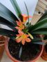 цвете Кливия, снимка 1 - Стайни растения - 45155423