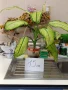  Дифенбахия !!! РАЗПРОДАЖБА (-40%)!!!, снимка 14