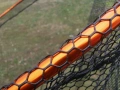 Професионален кеп за трофейни риби 2.55мт Osako CatFish Rubber Net, снимка 7