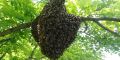 Пчелни отводки ДБ, снимка 4