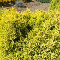 Юниперус комунис Gold Cone (Juniperus communis Gold Cone), снимка 6 - Градински цветя и растения - 45586752