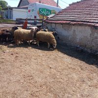 Продавам овце , снимка 3 - Овце - 45658508