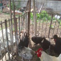 Свободни петли, снимка 3 - Кокошки и пуйки - 45383961