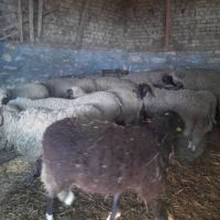 Стадо овце, снимка 3 - Овце - 45405057