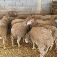 Продавам овце, снимка 5 - За селскостопански - 44937151