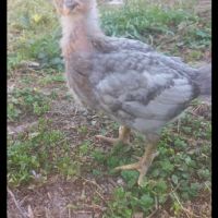 Пилета , снимка 1 - Кокошки и пуйки - 45512016