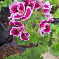 Кралско Мушкато, снимка 1 - Градински цветя и растения - 45430186