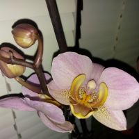 Орхидеи , снимка 5 - Стайни растения - 45097417