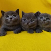 Британски котенца, синьо - сиви !, снимка 6 - Британска късокосместа - 46052407