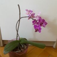 Орхидея Фаленопсис, снимка 2 - Стайни растения - 45283964