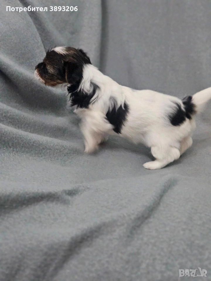 йорки-бовер, снимка 1