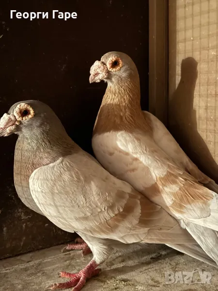 Бг изложбени пощенски гълъби, снимка 1