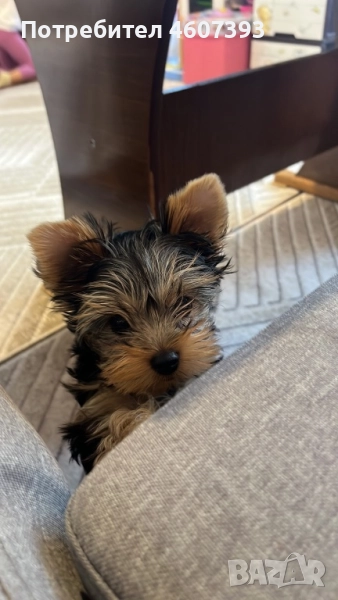 Мини йоркширски териер, снимка 1