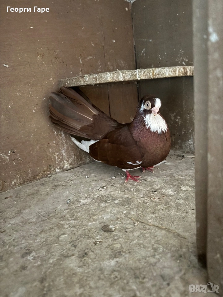 Благоевградски качулат , снимка 1