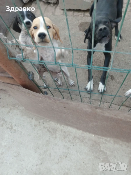 свободни пойнтери, снимка 1